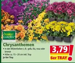 Norma Chrysanthemen Angebot