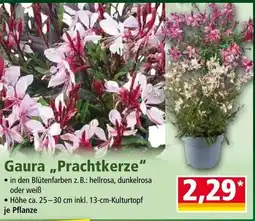 Norma Gaura Prachtkerze Angebot