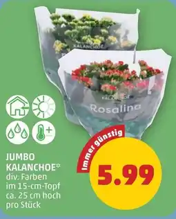 PENNY Jumbo kalanchoe Angebot