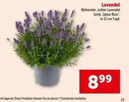 Interspar Lavendel Angebot
