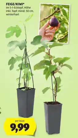 Hofer Feige/kiwi Angebot