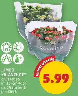 PENNY Jumbo kalanchoe Angebot