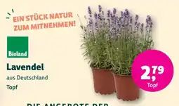 Denn's Biomarkt Lavendel Angebot