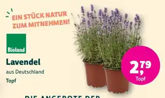 Lavendel