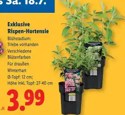 Lidl Exklusive rispen hortensie Angebot