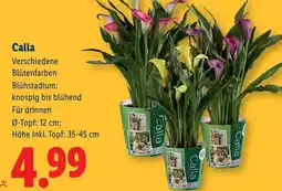 Lidl Calla Angebot
