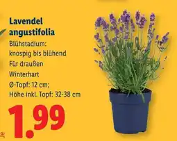 Lidl Lavendel angustifolia Angebot