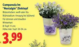 Lidl Campanula im nostalgie zinktopf Angebot