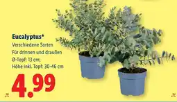 Lidl Eucalyptus* Angebot