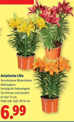 Lidl Asiatische lilie Angebot