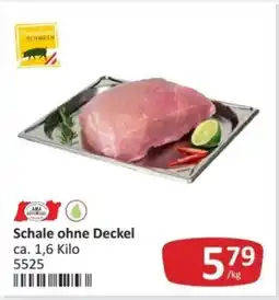 Kastner Schale ohne deckel Angebot