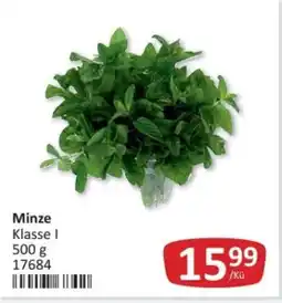 Kastner Minze Angebot