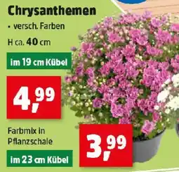 Thomas Philipps Chrysanthemen Angebot
