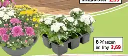 Thomas Philipps Chrysanthemen Angebot
