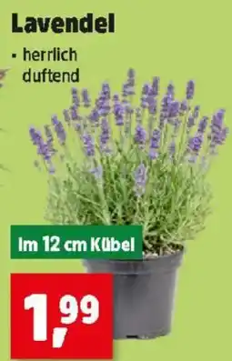 Thomas Philipps Lavendel Angebot