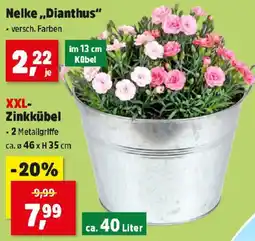 Thomas Philipps Nelke „Dianthus“ Angebot