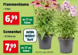 Thomas Philipps Flammenblume - Phlox Angebot