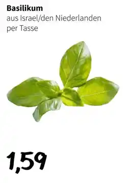 Der Grissemann Basilikum Angebot
