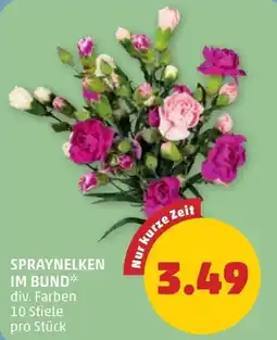 PENNY Spraynelken im Bund Angebot