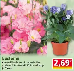 Norma Eustoma Angebot