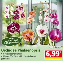 Norma Orchidee Phalaenopsis Angebot