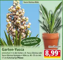 Norma Garten-Yucca Angebot