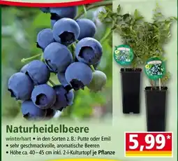 Norma Naturheidelbeere Angebot