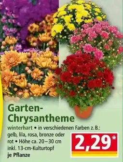 Norma Garten-Chrysantheme Angebot