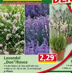 Norma Lavendel "Duo"/Rosea Angebot