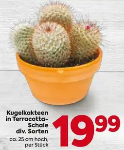 Billa Kugelkakteen in Terracotta-Schale Angebot