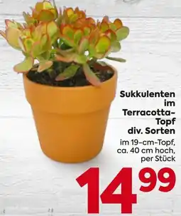 Billa Sukkulenten im Terracotta-Topf Angebot