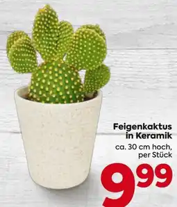 Billa Feigenkaktus in Keramik Angebot