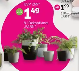 Mömax Dekopflanze farn Angebot