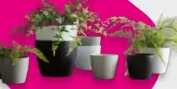Mömax Dekopflanze Farn Angebot