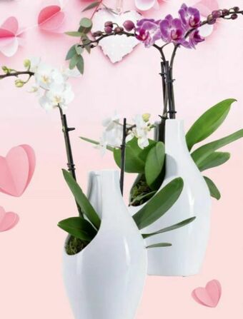 Lidl Orchideen Angebot