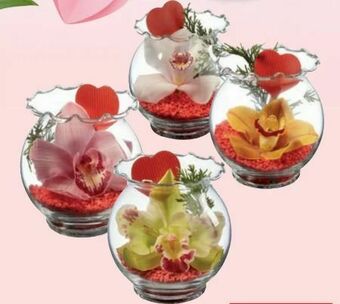 Lidl Orchidee im Wellenrandglas Angebot