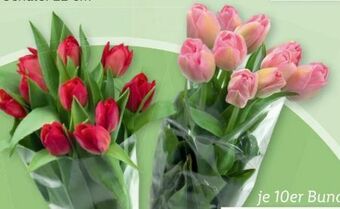 Lidl Tulpen Angebot