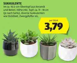 Hofer Sukkulente Angebot
