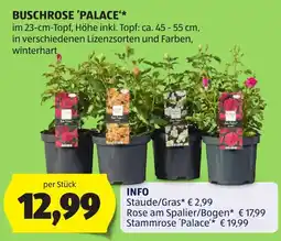 Hofer Buschrose 'Palace' Angebot
