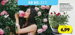 Hofer Rosenschale* Angebot