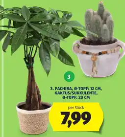 Hofer Pachira, Kaktus/Sukkulenten Angebot