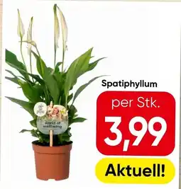 Eurospar Spatiphyllum Angebot