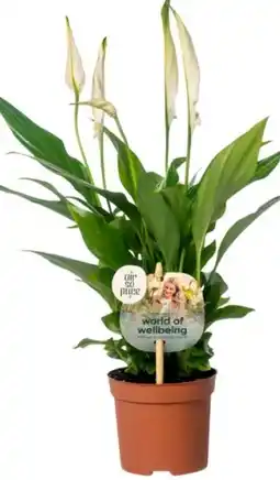 Eurospar Spathiphyllum Angebot
