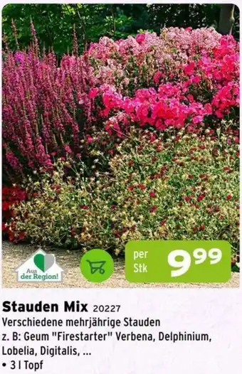 Salzburger Lagerhaus Stauden Mix 20227 Angebot