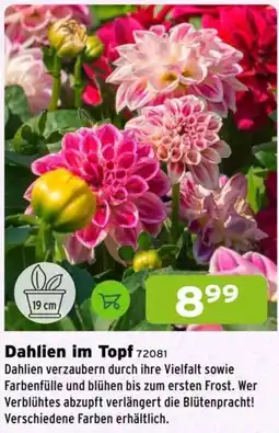 Salzburger Lagerhaus Dahlien im Topf Angebot