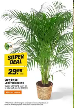 OBI Grow by obi goldfruchtpalme Angebot
