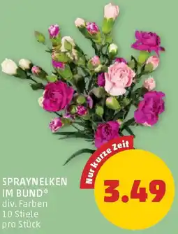 PENNY Spraynelken im bund Angebot