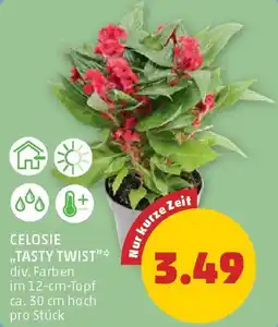 PENNY Celosie tasty twist Angebot
