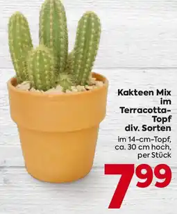 Billa Kakteen Mix im Terracotta- Topf Angebot