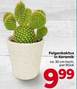 Billa Feigenkaktus in Keramik Angebot
